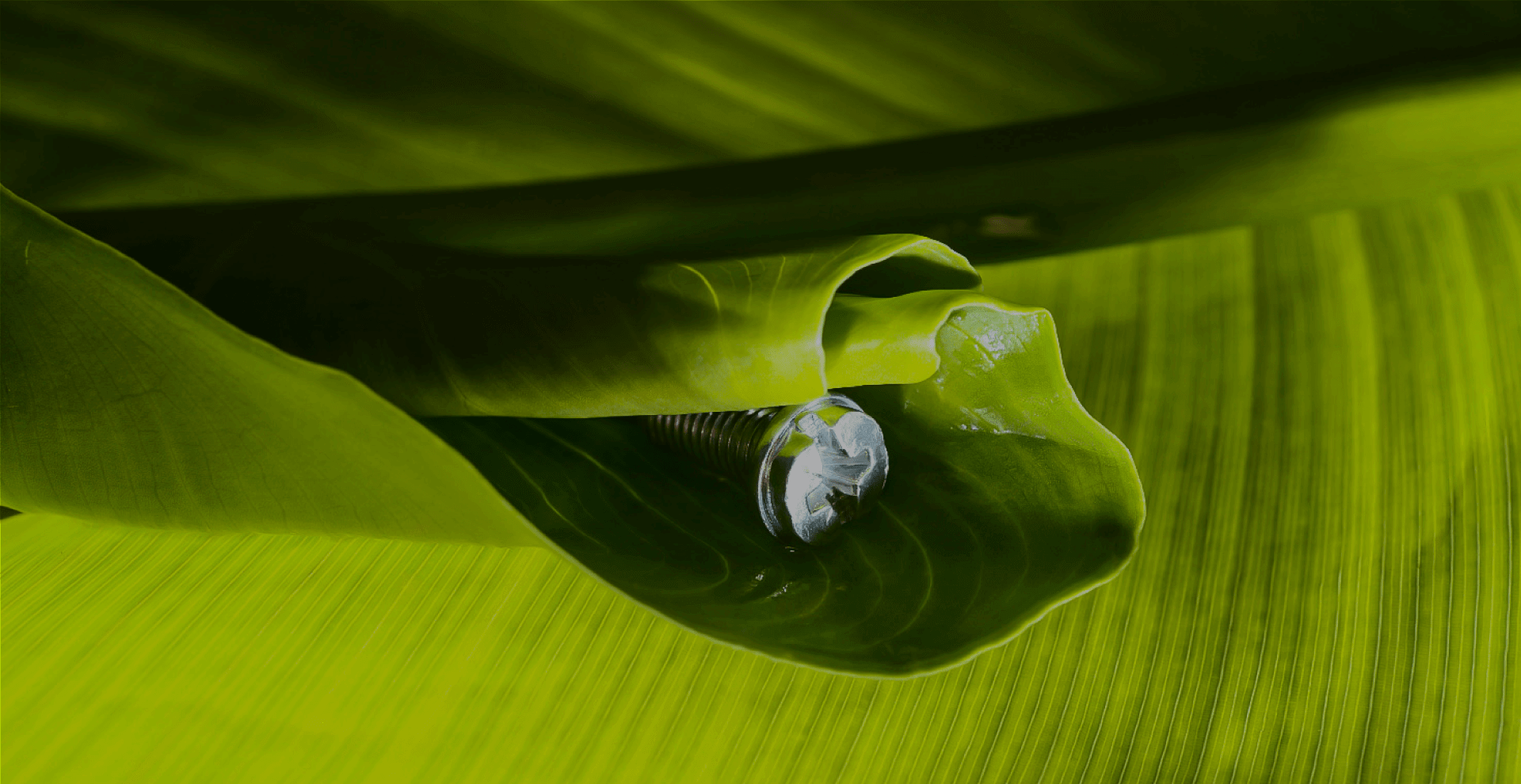 Homepage